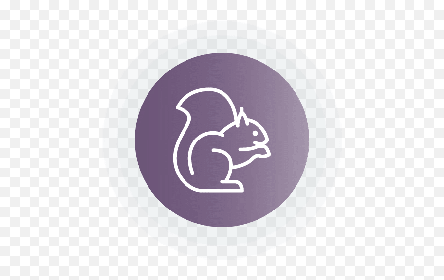 Who We Are - Purplelab Eastern Gray Squirrel Png,Squirrel Icon
