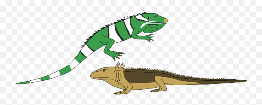 Download Hd Iguana Clipart Real - Chameleon Transparent Png Chameleon,Iguana Png