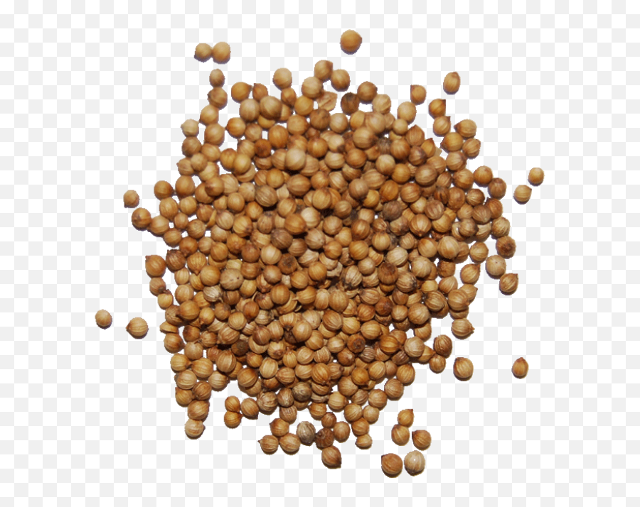 Download Seed Png - Coriander Seeds Transparent Png,Seed Png