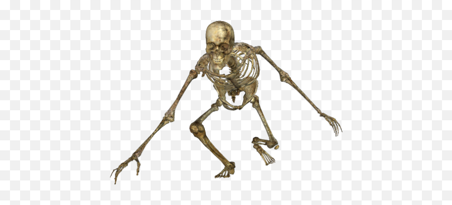 Download Skeleton - Skeletons Png,Skeleton Png