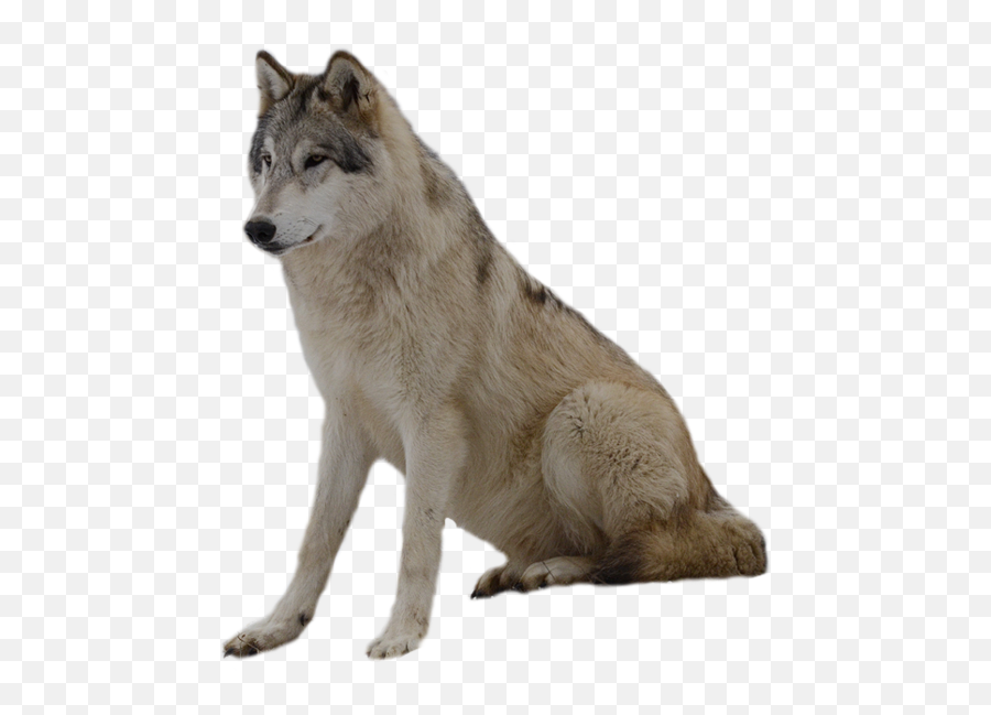 Grey Wolf Png Photos - Grey Wolf Png,Wolves Png