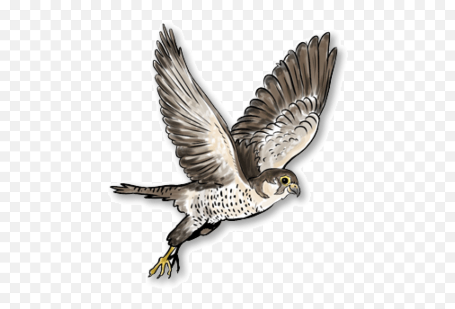 Falcon Png Free Images Transparent - Portable Network Graphics,Falcon Png