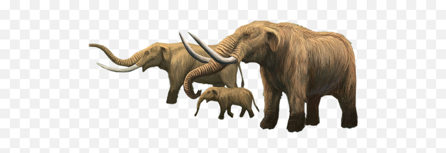 The Great Mastodon Migration Of 2018 - Did Mastodons Live Png,Mastodon Png