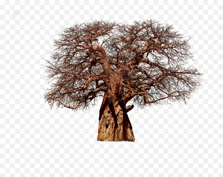 Download Hd Tree Baobab Aesthetic - Baobab Tree Png,Tree With Transparent Background