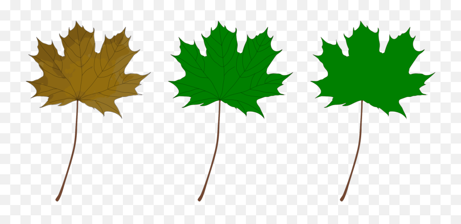 Plantleaftree Png Clipart - Royalty Free Svg Png Maple,Maple Tree Png