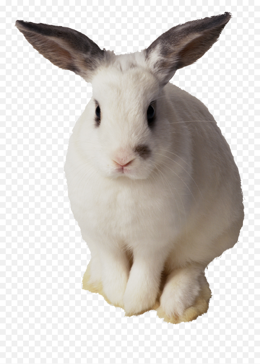 White Rabbit Png Image - Transparent Background Rabbit Clipart,Rabbit Transparent