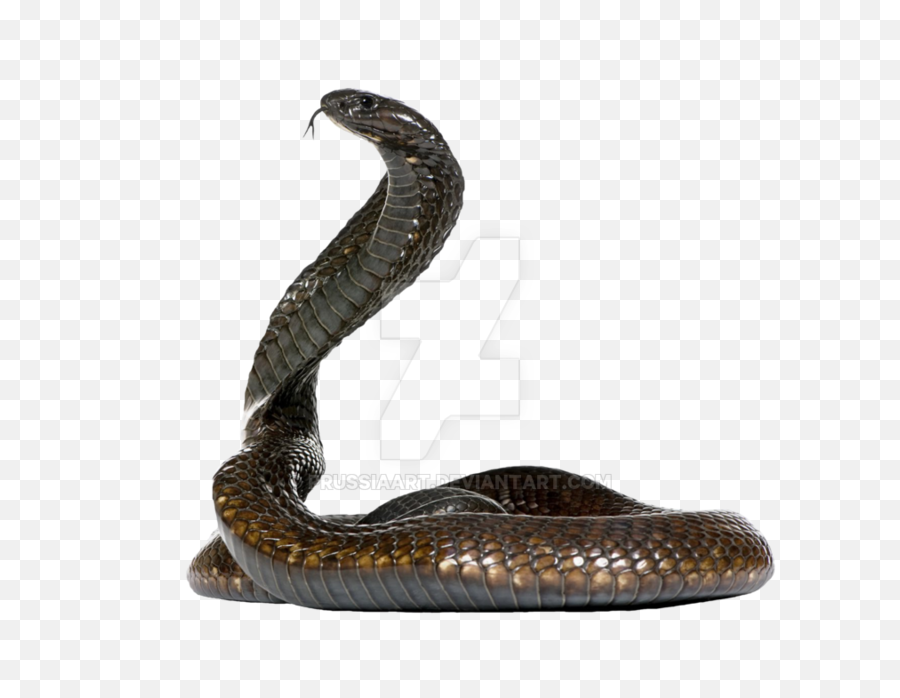 Cobra Snake - Snake On Transparent Background Png,Snake Transparent Background