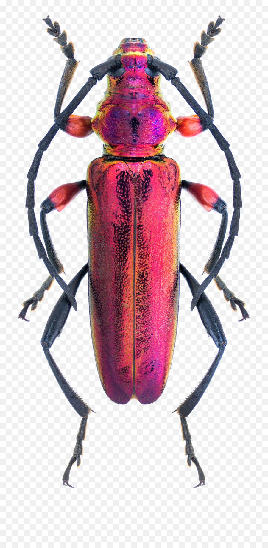 Beetle Bug Background Png Image Play - Colorful Beetle,Beetle Png