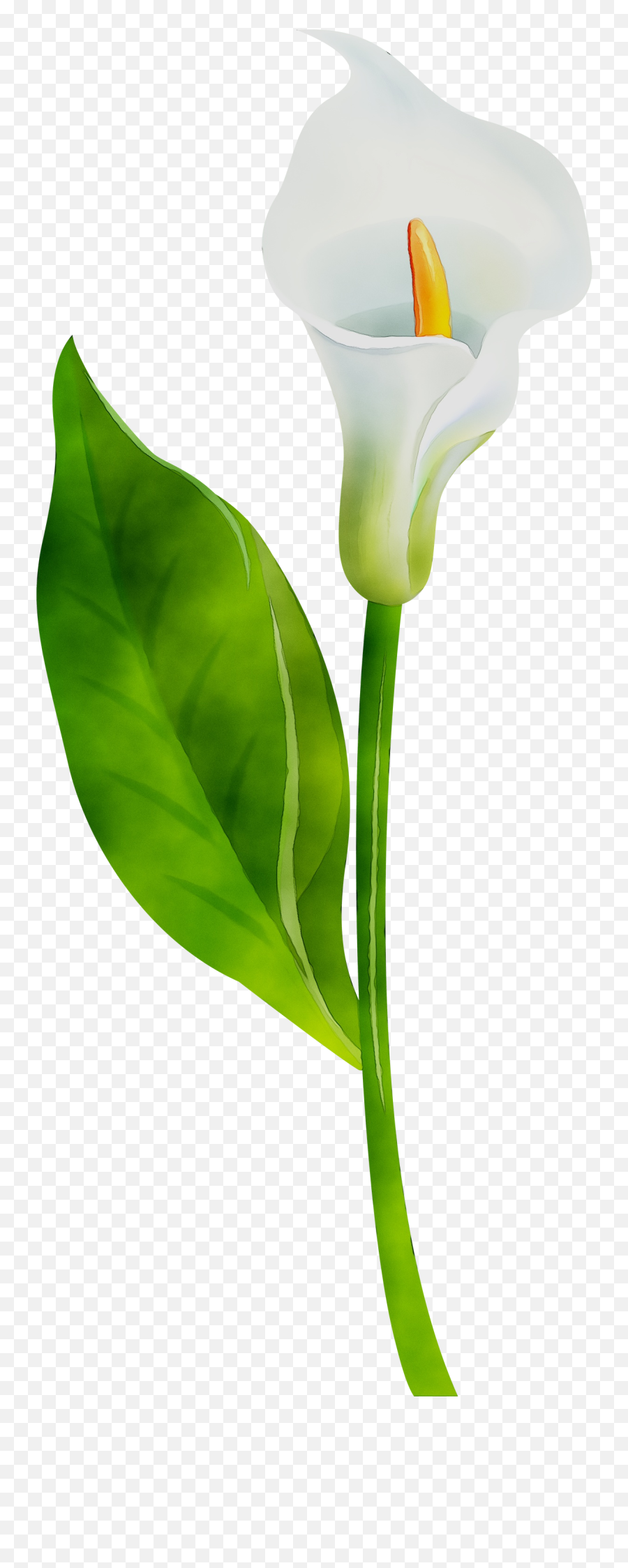 Arum Lilies Plant Stem Cut Flowers Leaf - Lily Plant With Stem Png,Lily Transparent Background