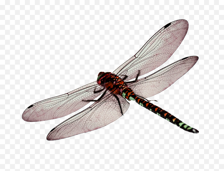 Png Dragonfly - Dragonfly Hd Transparent,Dragonfly Transparent Background