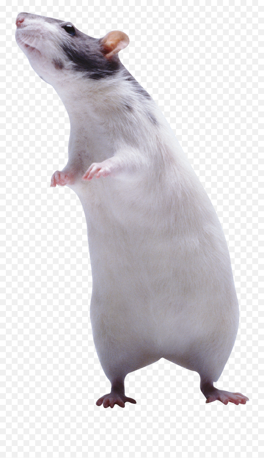 Rat Mouse Png Picture Web Icons - Rat Png Transparent,Opossum Png