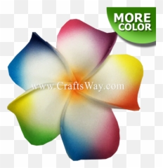 Plumeria Type F - Frangipani Png,Plumeria Flower Png