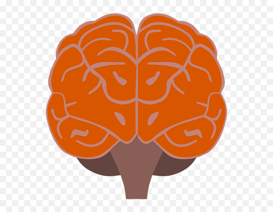 Brain Think Nerve Center - Free Image On Pixabay Illustration Png,Nervous System Png