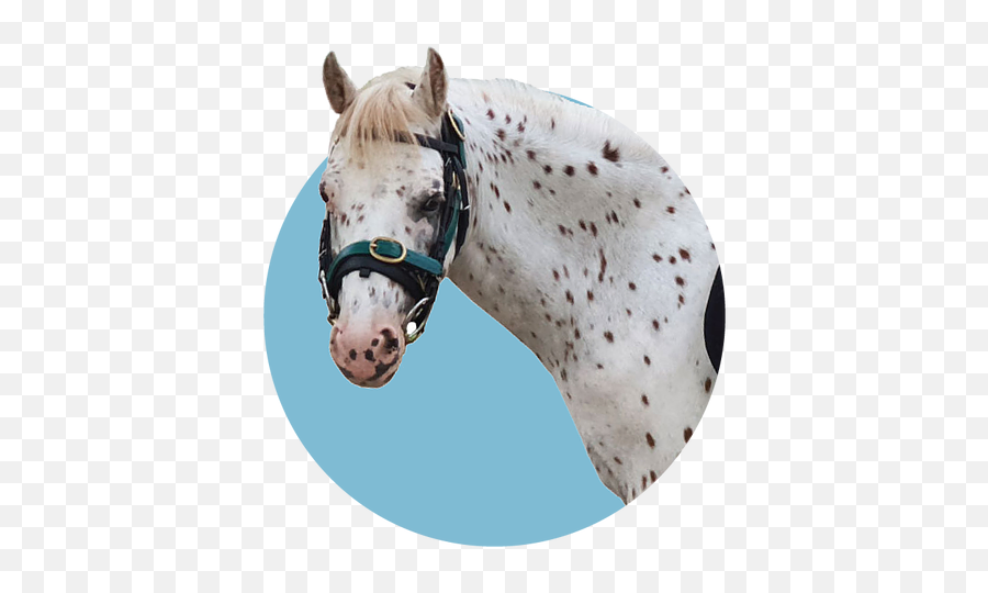 Meet Our Ponies Beta - Stallion Png,Bambi Png