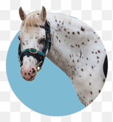 Meet Our Ponies Beta - Stallion Png,Bambi Png