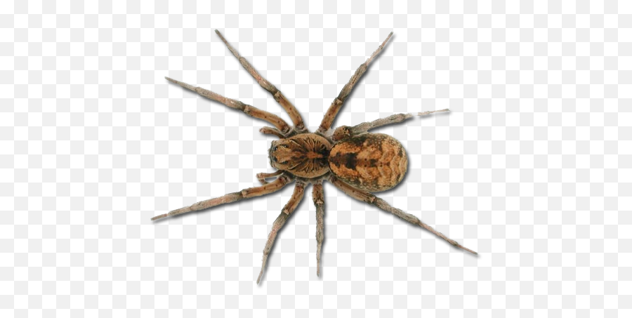 Wolf Spider - Transparent Background Spider Png,Spiders Png
