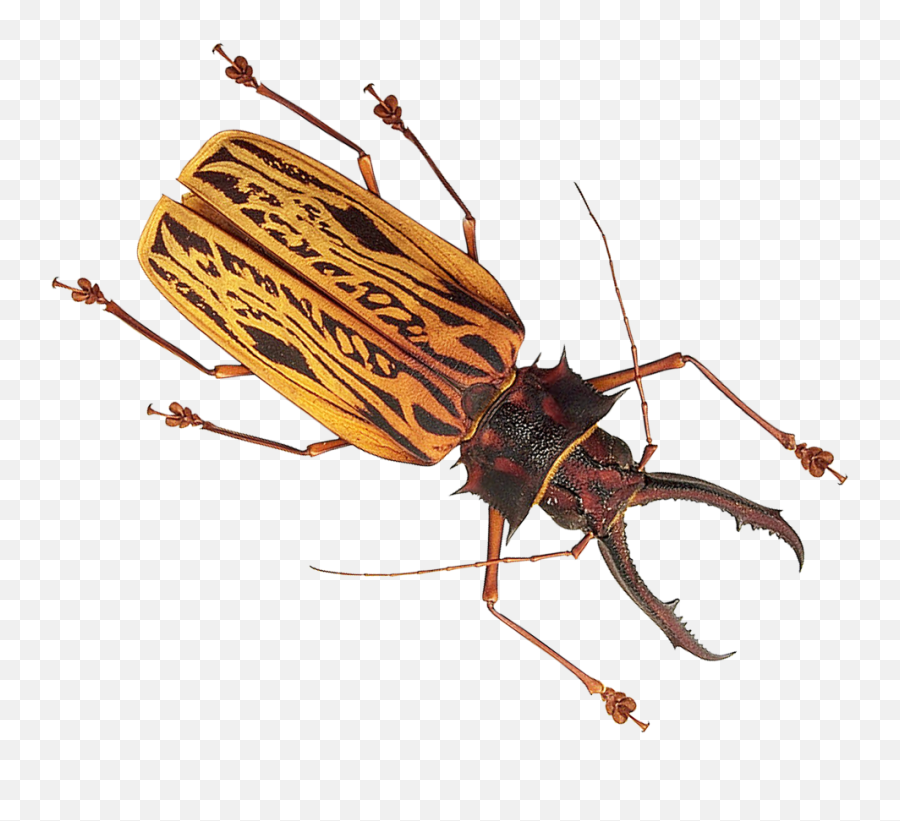 Insect Png Image For Free Download - Insect Png,Transparent Bug