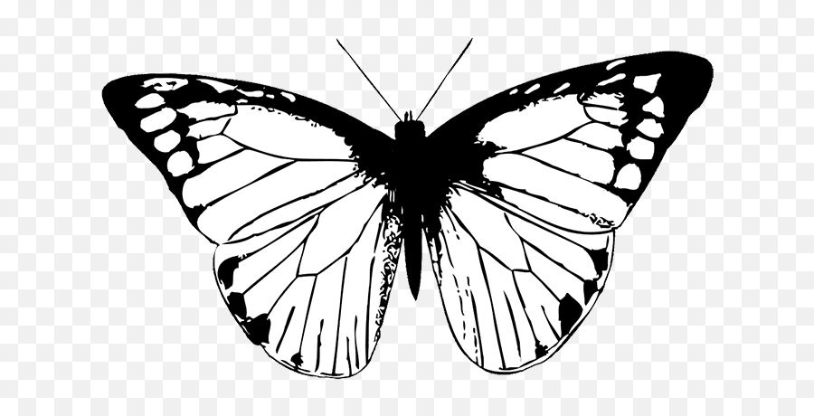 Butterfly Black Clipart Png - Black And White Butterfly Transparent, Butterfly Clipart Transparent Background - free transparent png images -  