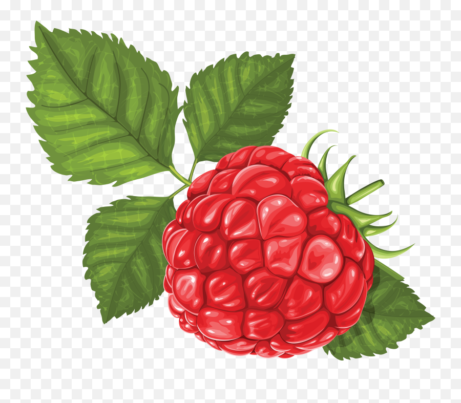 Raspberry Png Picture - Raspberry Drawing Png,Raspberry Png