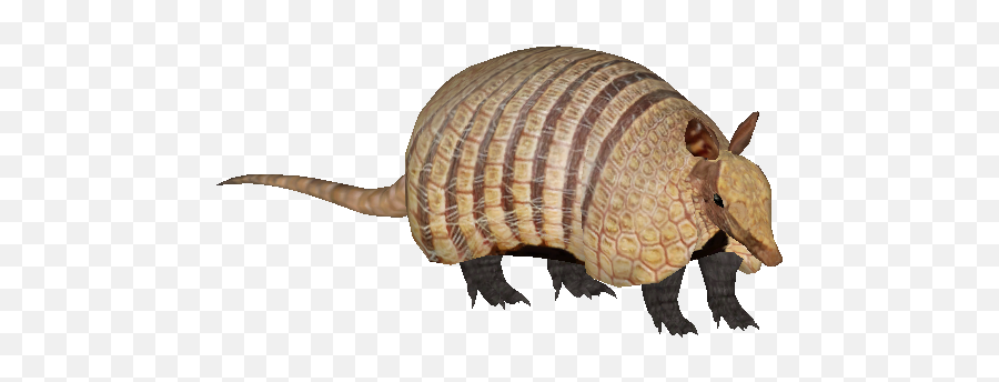 Argentine Armadillos - The Zt2 Round Table Armadillo Zoo Tycoon 2 Png,Armadillo Png