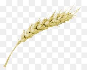 Trigo Cerveja Png Transparent Image - Lúpulo Da Cerveja Png,Trigo Png