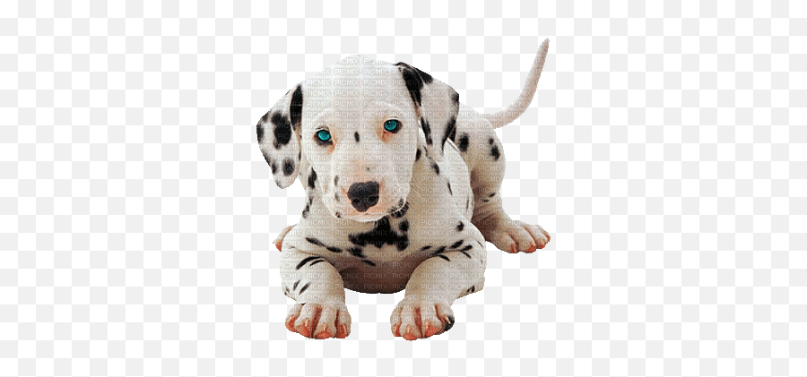 Dog Gif Dogs Stickers Animals - Auguri E Fantasia Buonanotte Con Cagnolino Dalmata Png,Transparent Dog Gif