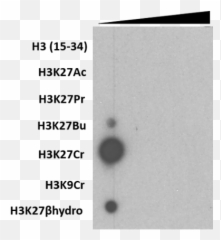 Anti - Dot Png,Antibody Png