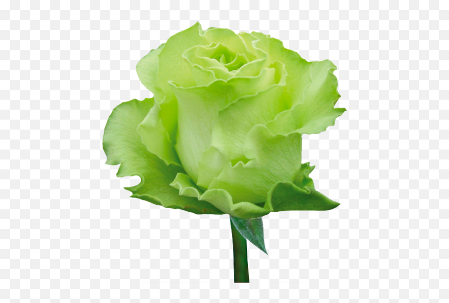 Download Hd Green Roses - Green Rose Png Transparent Png Transparent Green Rose Png,Rose Png Hd