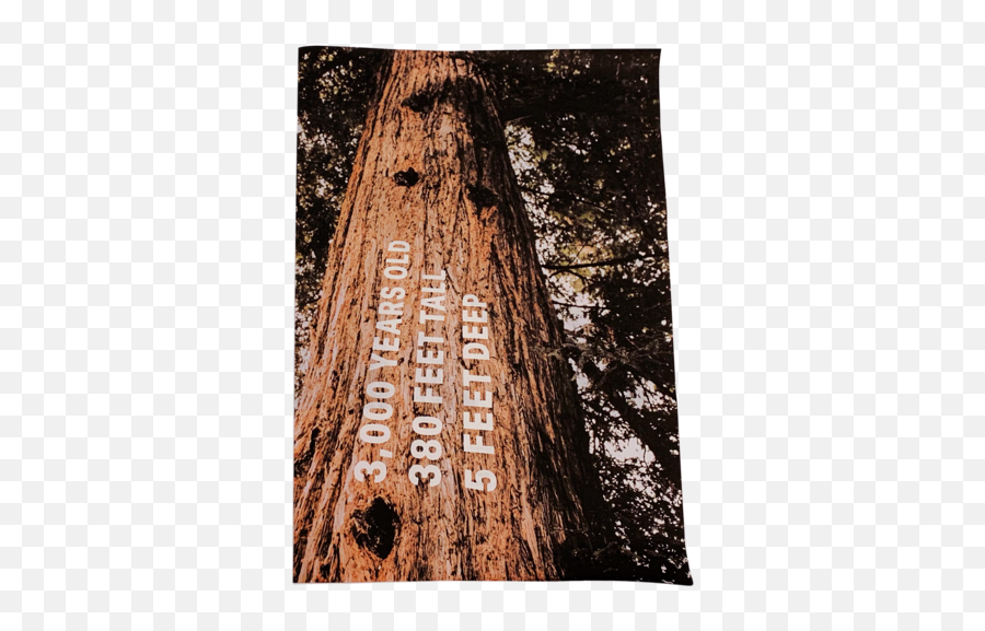 Redwoods Print U0026 Digital Publication U2014 Madison Sheldon Png Redwood Tree