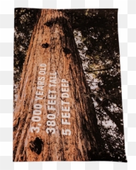 Redwoods Print U0026 Digital Publication U2014 Madison Sheldon Png Redwood Tree