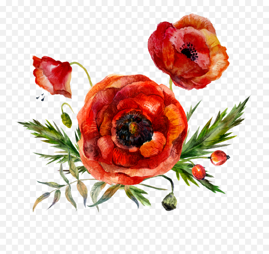 Free Png Flowers - Konfest Flowers Watercolor Red Png,Poppies Png