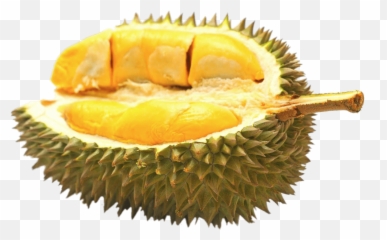 Half Durian Fruit Transparent Png - Interesting Facts About Durian Fruit,Fruit Transparent