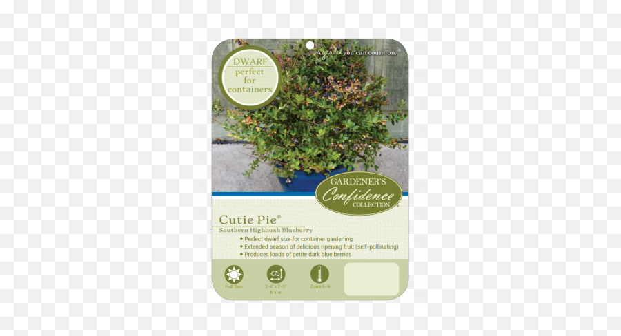 Cutie Pie Gardeners Confidence Collection - Bearberry Png,Blueberries Icon