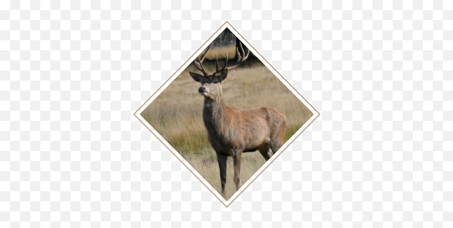 The Facts About Deer Management Why Manage Norfolk - Oomk Zine Png,Dearest Deer Icon