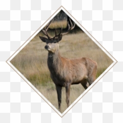 The Facts About Deer Management Why Norfolk - Oomk Zine png