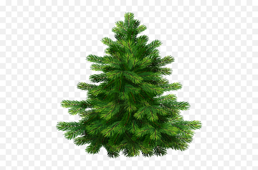 Index Of - Christmas Pine Tree Png,Pine Tree Transparent Background