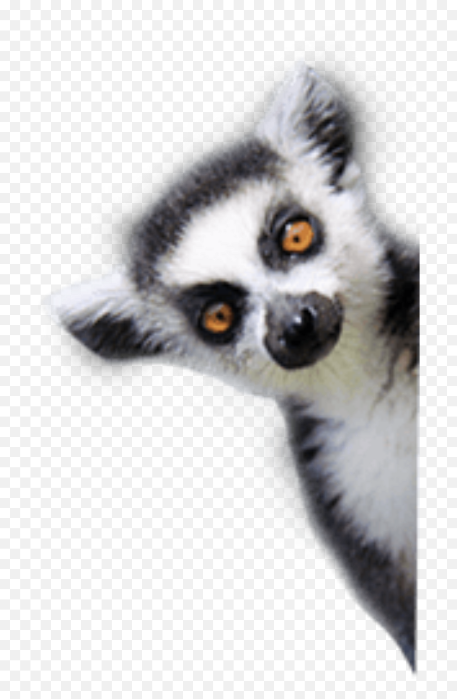 Download Report Abuse - Lemur Transparent Background Png,Lemur Png