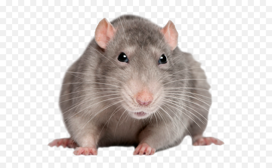 Rat Mouse Mice Png Free Images Pictures - Rat Hd Png,Mice Png