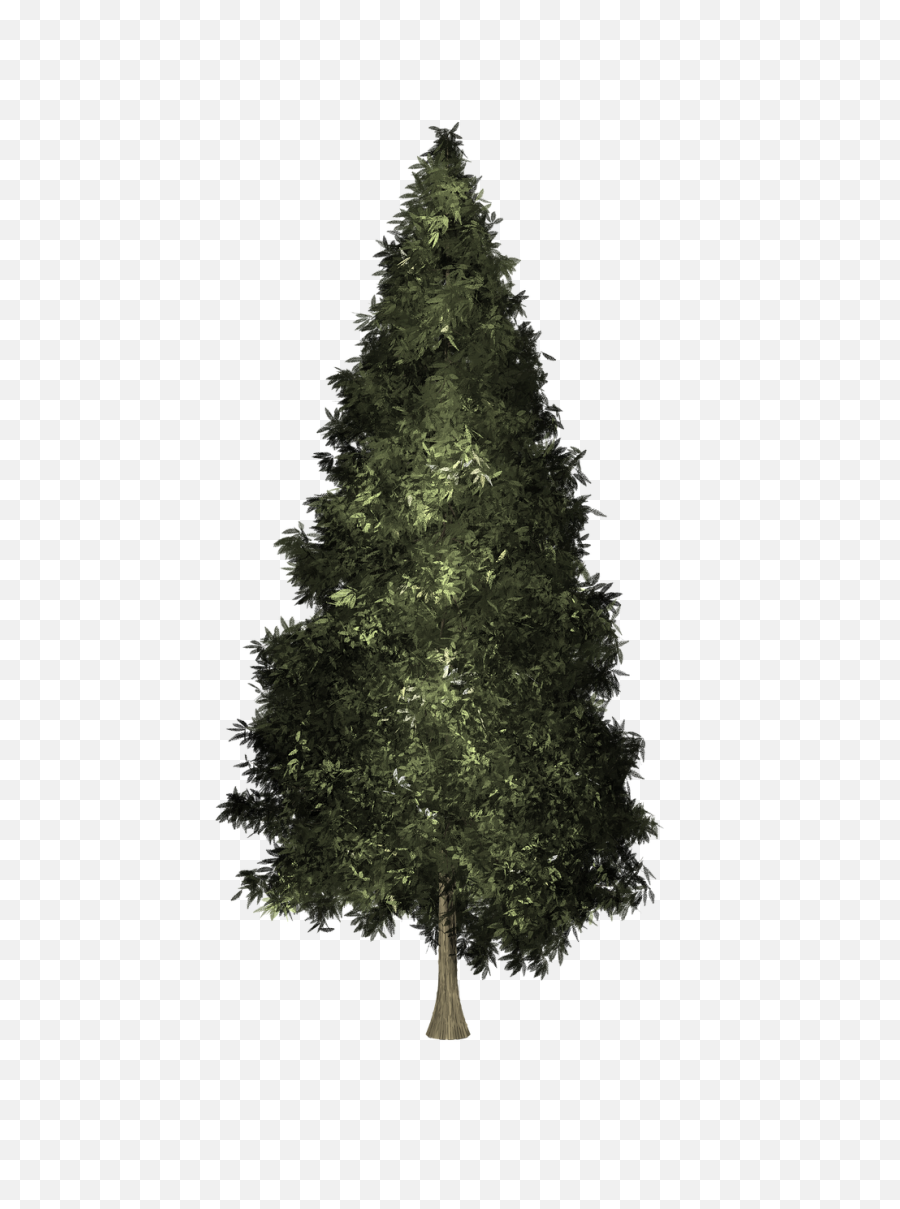Growing Tree Christmas - Free Image On Pixabay Fir Tree Png,Christmas Transparent