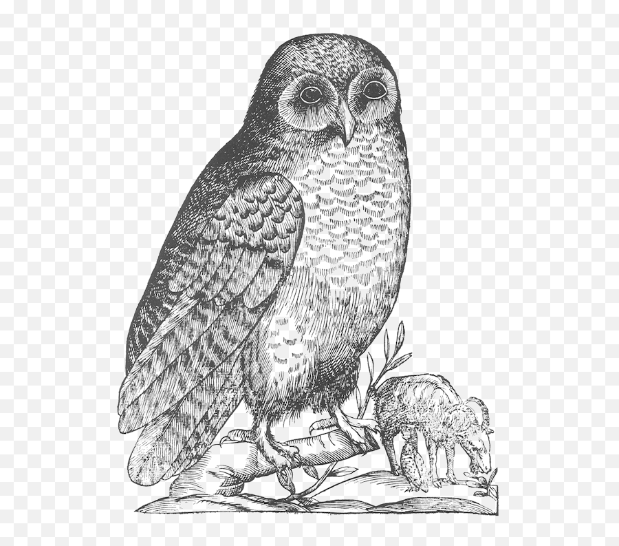 Filealdrovandi Owlpng - Wikimedia Commons Owl Drawings,Owl Transparent Background