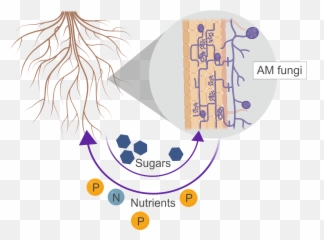 Soil Probiotics Promise Bigger - Probioticos Agricolas Png,Fungi Png
