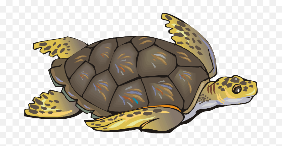 Free Turtle Clipart - Sea Life Clipart Turtles Png,Turtle Clipart Png