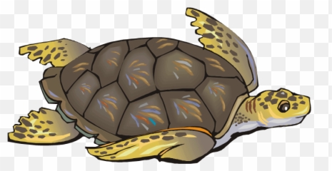 Free Turtle Clipart - Sea Life Clipart Turtles Png,Turtle Clipart Png