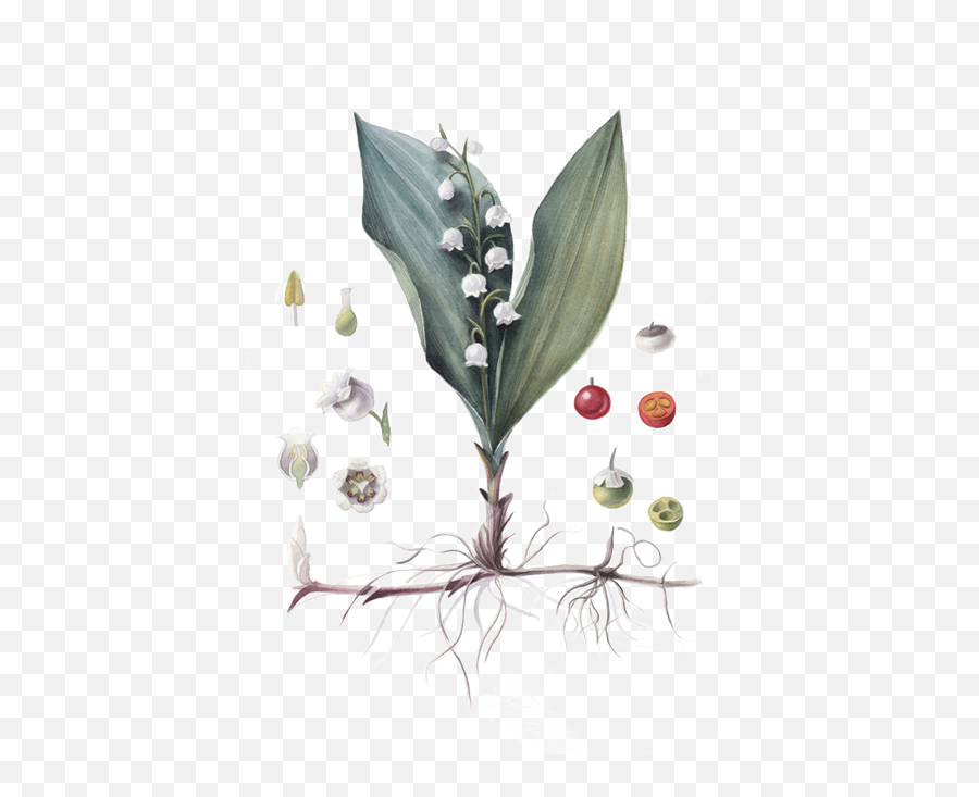 Lily Of The Valley - Lily Of The Valley Png,Lily Of The Valley Png