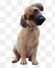 Perro Png - Tubes Psp Animaux 2479895 Vippng Tilt Head Dog Png,Psp Png