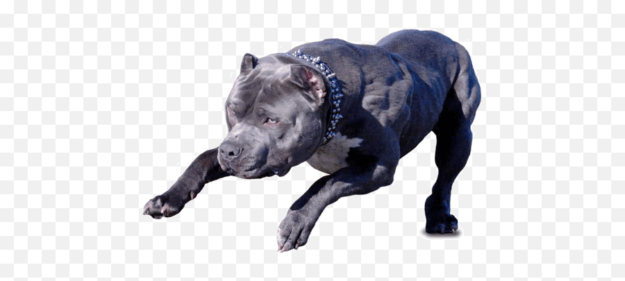 Danger Dog Png - Dangerous Dogs Png,Pitbull Png