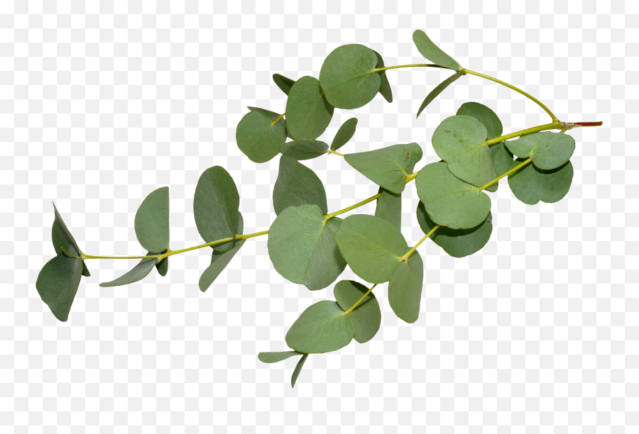 Download Hd Eucalyptus Leaves Png - Transparent Background Eucalyptus Png,Eucalyptus Leaves Png