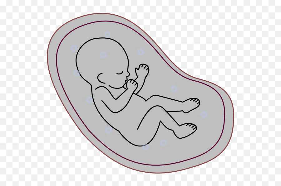 Human Embryo Clip Art - Human Embryo Embryo Clipart Png,Embryo Png