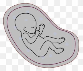 Human Embryo Clip Art - Human Embryo Embryo Clipart Png,Embryo Png
