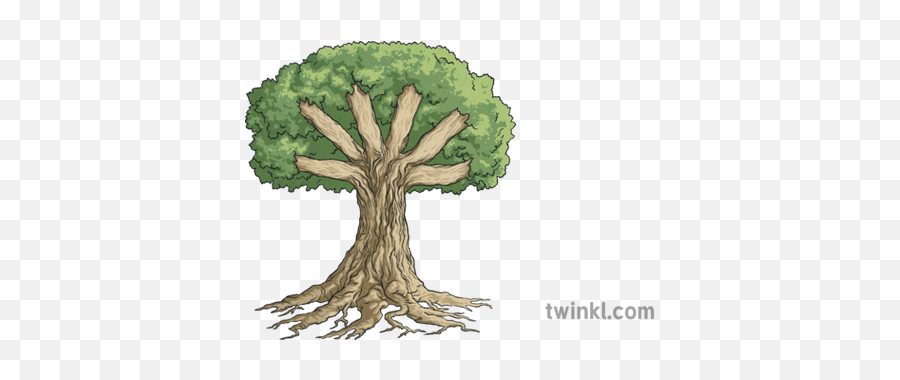 Knowledge Tree Roots Trunk And Branches Display Nature Plant - Oak Png,Tree With Roots Png